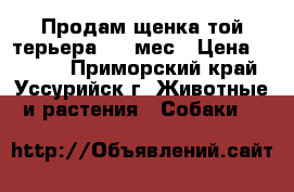 Продам щенка той терьера 1,5 мес › Цена ­ 3 500 - Приморский край, Уссурийск г. Животные и растения » Собаки   